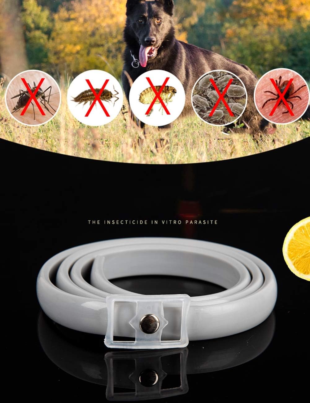 Amazon Co Jp ゴキブリゴキブリワーム猫に加えて ノミの首輪に添加すると 蚊犬の首輪を犬 64 5cm ホーム キッチン Amazon Co Jp ゴキブリゴキブリワーム猫に加えて ノミの首輪に添加すると 蚊犬の首輪を犬 64 5cm ホーム キッチン