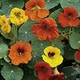 Fiery Festival Nasturtium Flower Seeds – 25 Count, NON-GMO, Easy Grow, Cool Beans N Sprouts