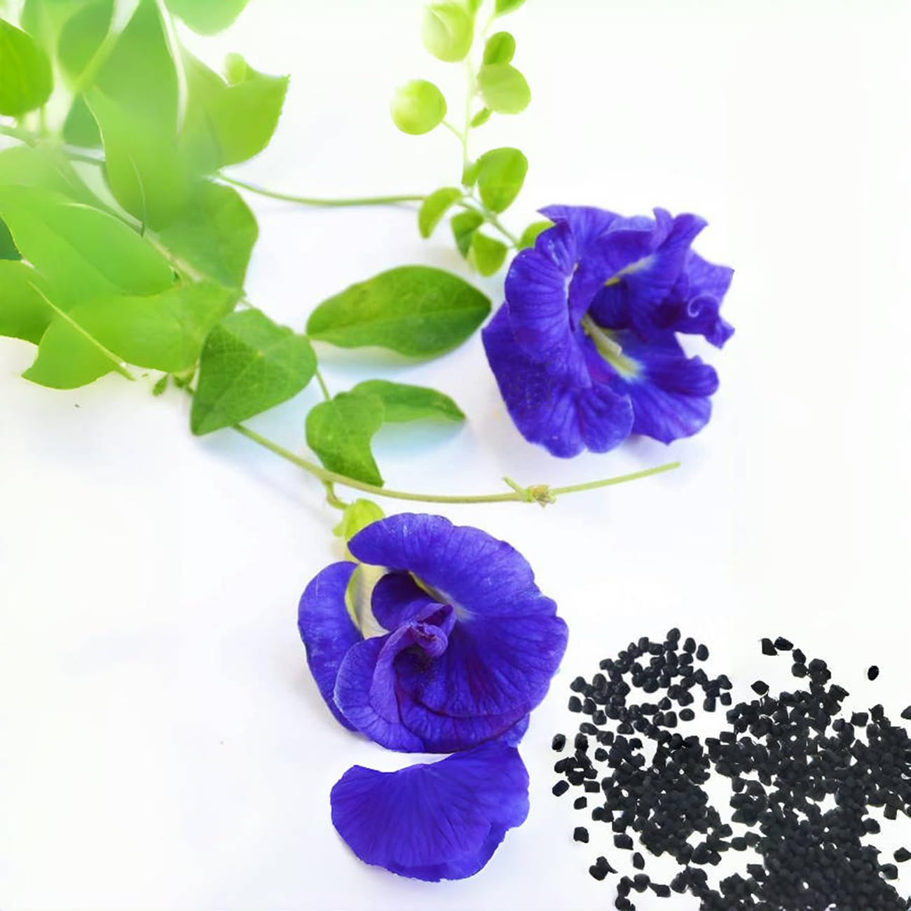 native wildflower seeds Native Ideal Seeds