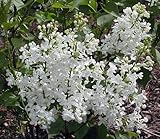 Betsy Ross French Lilac - Syringa-White & Very Fragrant