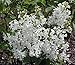 Betsy Ross French Lilac - Syringa-White & Very Fragrant