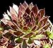 Black Hens & Chicks - Sempervivum - Very Hardy - 4