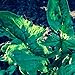 Organic Organic Galilee Spinach Seeds: Non-GMO, Certified Organic Seed Packet