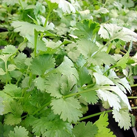 1000 Samen Koriander – Coriandrum sativum, vielseitig verwendbar