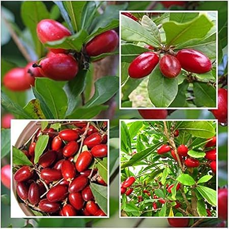 Aiden Gardens Miracle Fruit Seed Synsepalum dulcificum Tropical Exotic Berry Rare Seasonal 1 Seedling Plant