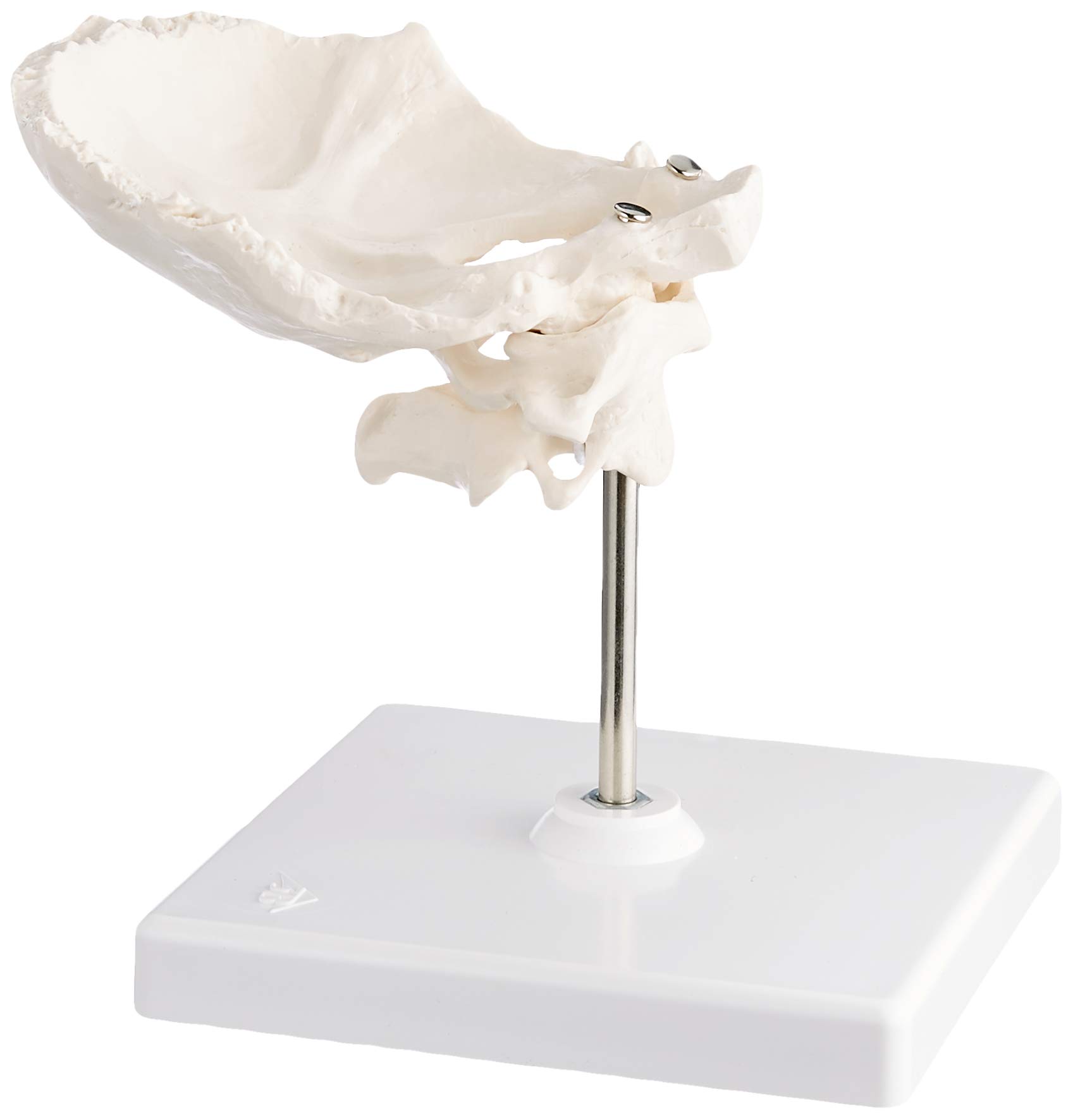 3B Scientific A71/5 Atlas and Axis with Occipital Plate + free Anatomy App - 3B Smart Anatomy