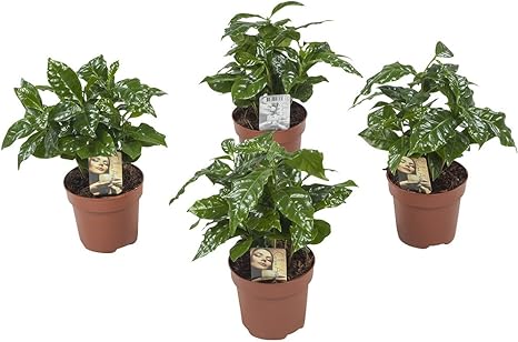 Indoor Plants From Botanicly 4 Coffee Plant Height 25 Cm Coffea Arabica Amazon Co Uk Garden Outdoors