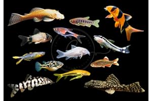 Swimming Creatures 5 PCS Assorted Tropical Fish Combo Pack (Selections from Rasboras, Rainbowfish, Plecos, Corydoras, Catfish, Loaches & More!) Freshwater Aquarium Fish Live