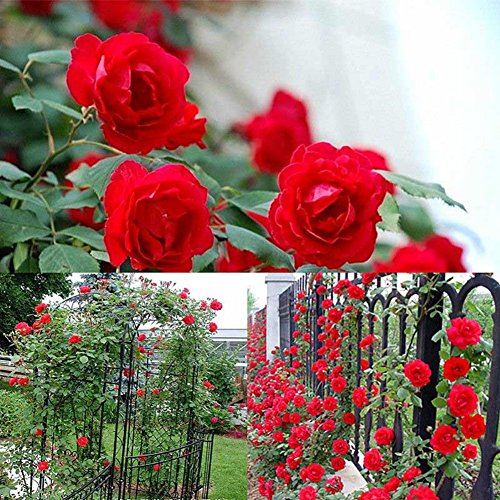 Tulas 100 Pcs/Set Climbing Rose Seeds Perennial Fragrant Home Garden Plant Multiflora Flower Seed