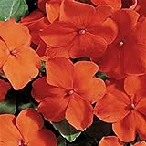 Impatiens Flower Garden Seeds - F1 Accent Series