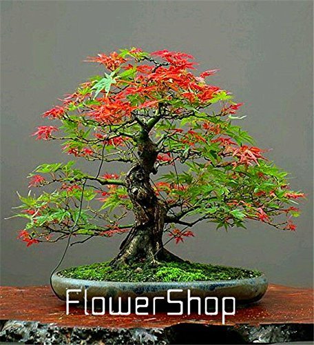 Mini Beautiful Japanese Red Maple Bonsai Seeds, DIY plant bonsai shrub tree seeds, fresh maple seeds 50pcs 11 kinds,#9ULTHG