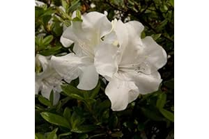 Encore Azalea Autumn Ivory (1 Gallon) White Flowering Shrub - Full Sun Live Outdoor Plant