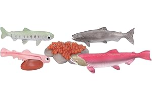 Keenso Growth Cycle Model Material Safe Odorless Vivid Real Salmon Animal Life Cycle Model for Above 3 Years Old
