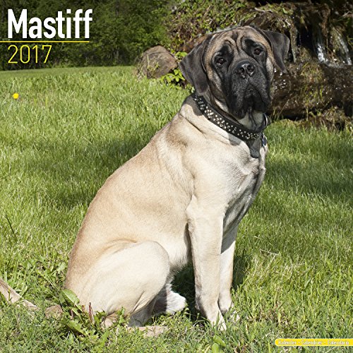 Mastiff Calendar 2017 - English Mastiff - Dog Breed Calendars - 2016 - 2017 wall calendars - 16 Month by Avonside