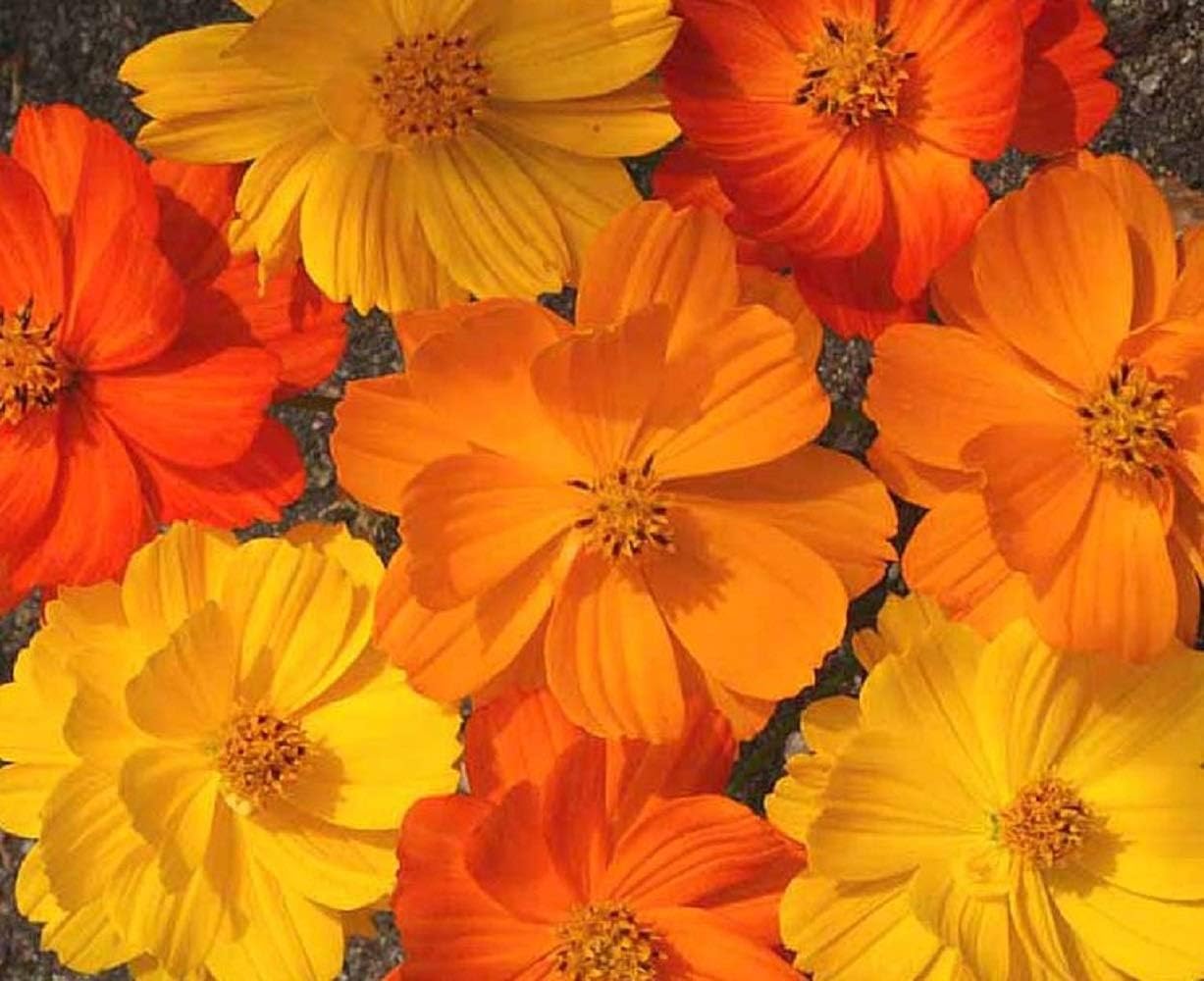 PREMIER SEEDS DIRECT - Cosmos - Bright Lights Mix - 500 Flower Seeds, 500 SEEDS