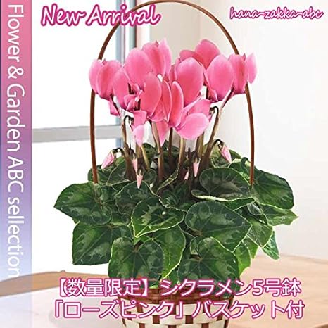 Amazon 送料無料 シクラメン ローズピンク 5号鉢 バスケット付 季節の鉢花ギフト お歳暮 観葉植物 オンライン通販