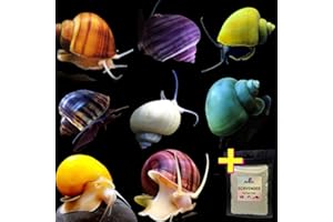 PLANTS N FINS Mystery Snails (5 Pack) + Food Sample | 100% Live Arrival Guarantee (Assorted Colors, Ship to Address)