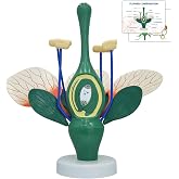 JNMFTD Dicot Flower Model,8X Enlarged Plant Anatomy Model Disassembled Peach Flower Buds Petals Leaves With Product Manual Card PVC Base for Lab Classroom Learning Study Educational Tool