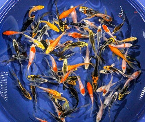 Blue Ridge Live Koi Fish Butterfly Fin - Garden Pond, Aquarium and Tank, Healthy and Bio-Secure - Grade A