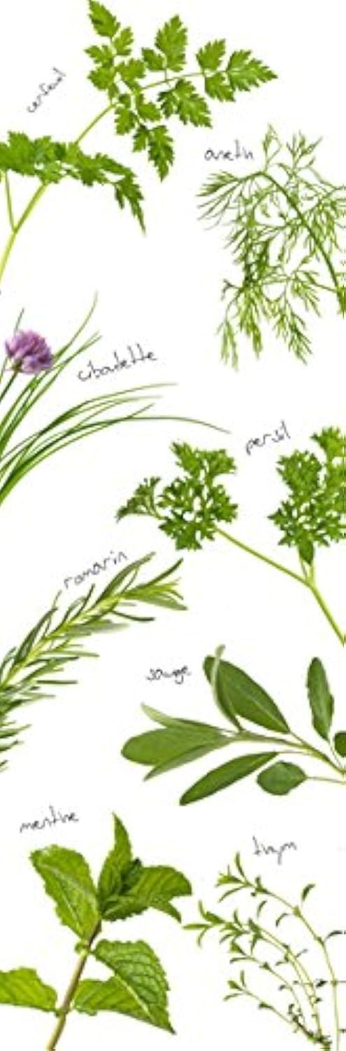 PLAGE 162271 Sticker for Kitchen Fridge Aromatic Herb Vinyl 180 x 0.1 x 59.5 cm, Multi-Colour