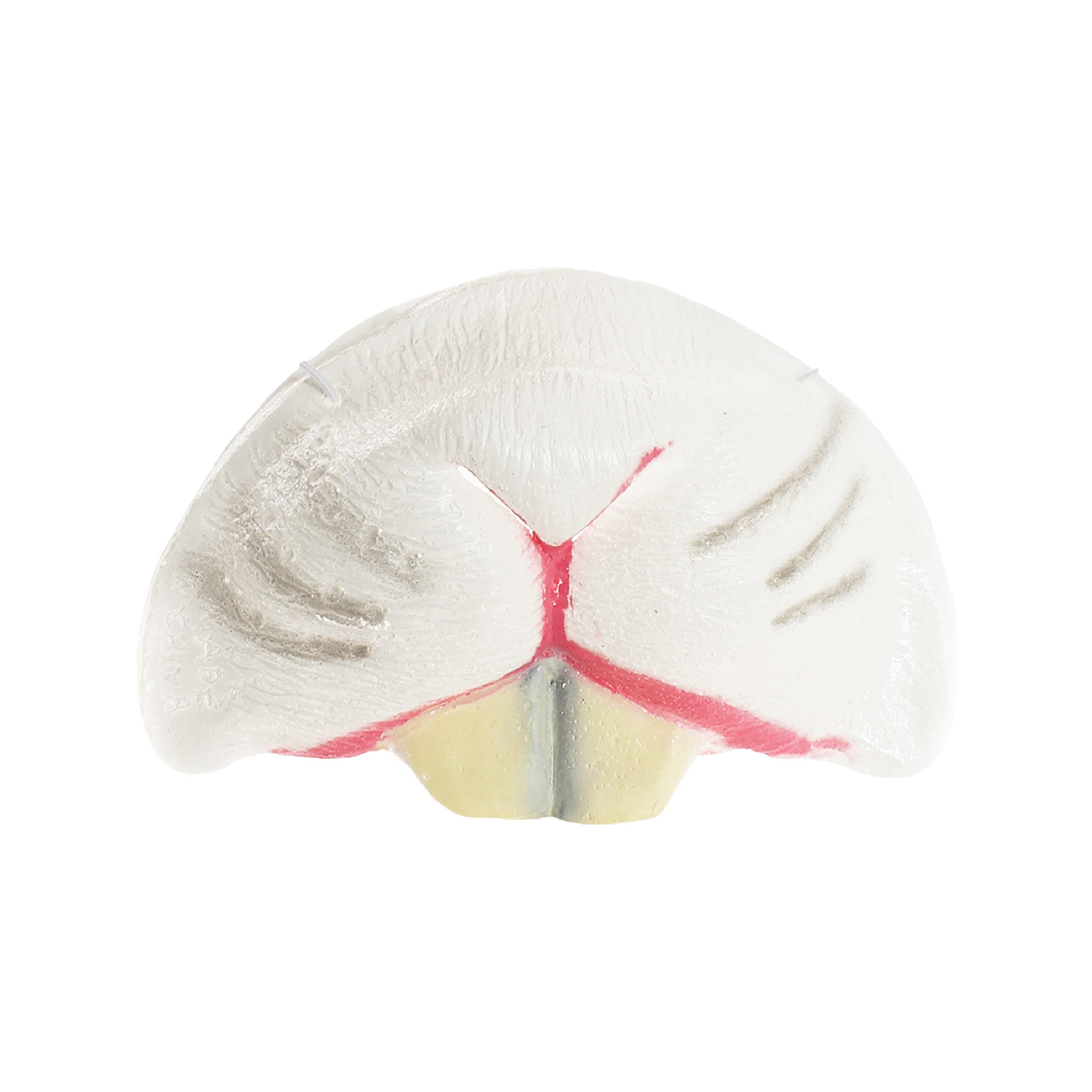 Rabbit Nose Accessory - Latex White Bunny Nose on Elastic - Perfect for Easter Fancy Dress, Shows & Productions and Other Fancy Dress Events - Pack of 1