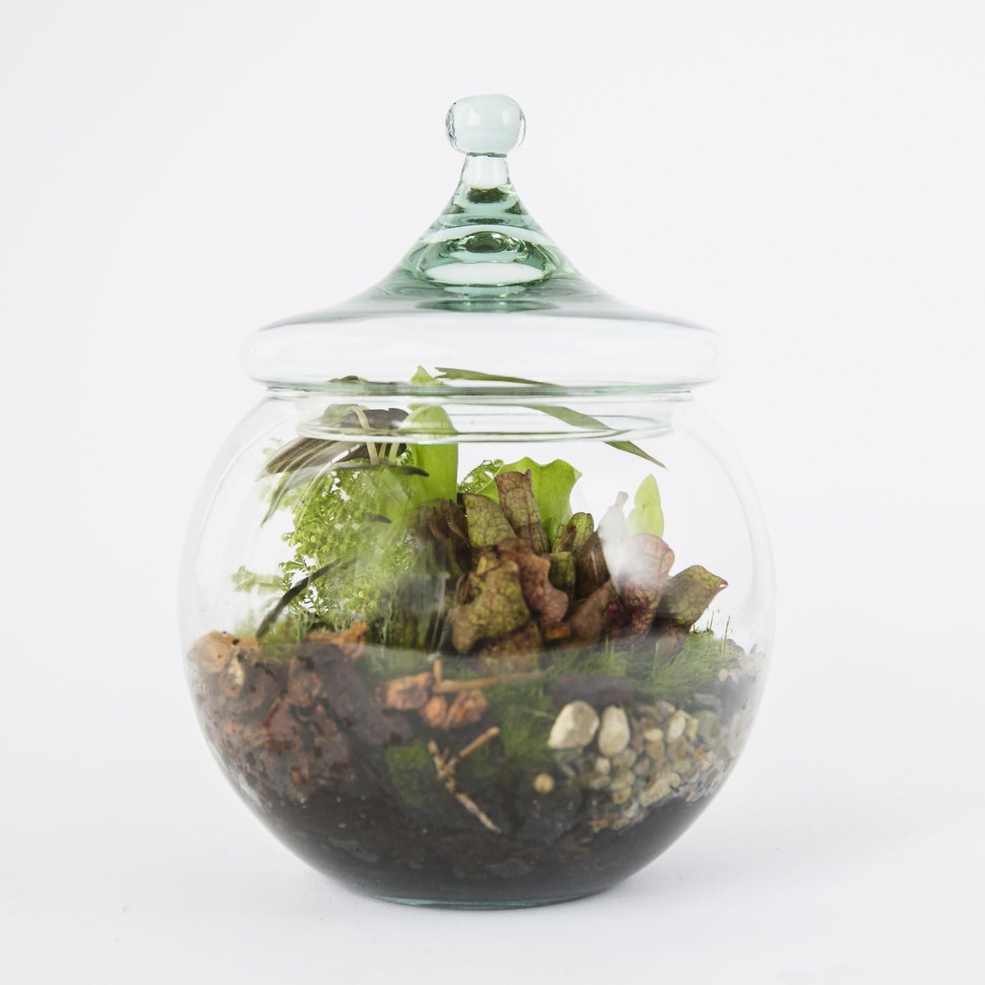 Envelor 818161021747 EN-TR-G1701-8 terrariums