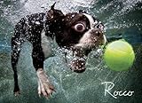 Underwater Dog: Rocco 1000 Piece Puzzle Jigsaw Puzzle 27 x 19in