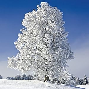 Bäume 2016 Broschürenkalender