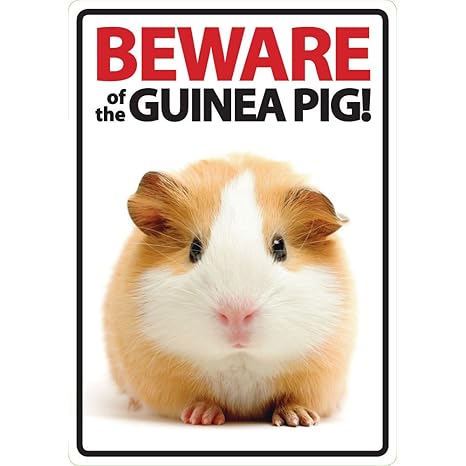 Beware Of The Guinea Pig Plastic Sign - 