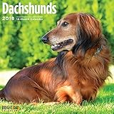 Dachshunds 2018 16 Month Wall Calendar 12 x 12 inches Bright Day Calendars Publishing