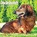 Dachshunds 2018 16 Month Wall Calendar 12 x 12 inches Bright Day Calendars Publishing