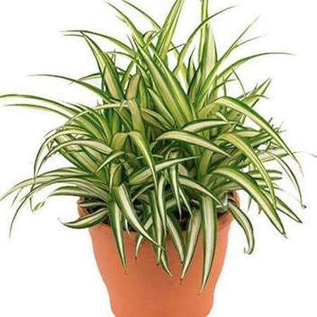 Creative Farmer Live Plant Less Maintenance Spider (Chlorophytum) Air Purifying (1 Healthy Live Fruit Plant)