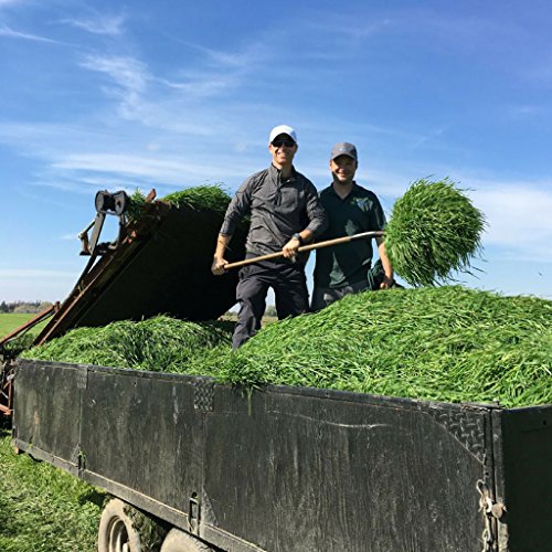 On Target Living Wheatgrass Juice - 50 Fl Ozs - $1.99 Per Oz - 100% Wheatgrass Juice - Field Grown - Flash Frozen - Unpasteurized - 100 x 0.5 Fl Oz Portions