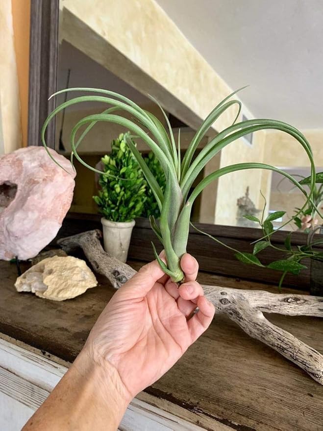 1 Tillandsia Air Plant Capitata x Balbisiana