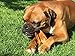 Pawstruck Pig Ears for Dogs - Bulk Pork Dental Treats & Dog Chews - 100 Ears
