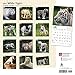 White Tigers 2017 Calendar