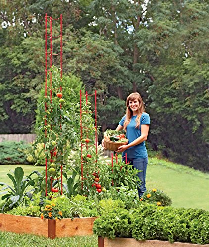 image for Gardener's Supply Company Stacking Tomato Ladders, Tomato Supports for