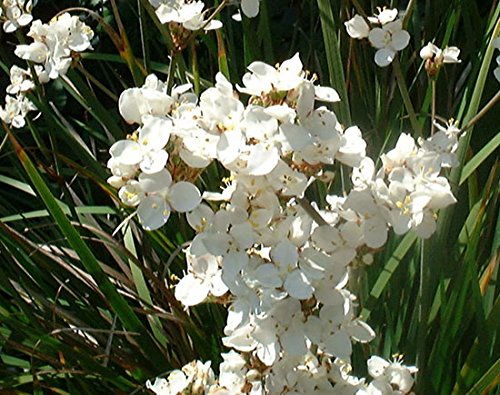 Libertia 'Grandiflora' 15cm Pot Size