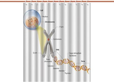 Iprint Unique Shower Curtain Educational Cell Chromosome Dna Gene Genome Study Double Helix Evolution Science Research Decorative Multicolor Polyester Fabric Bathroom Curtain Ideas Amazon Co Uk Kitchen Home