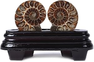 Justinstones Natural Ammonite Pair Fossil Stone Specimen with Wood Stand Madagascar