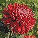 Cranbrae Red Chrysanthemum 40 Seeds (Asteraceae) Upc 647923989168 + 1 Free Plant Marker