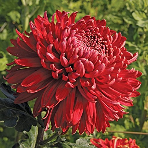Cranbrae Red Chrysanthemum 40 Seeds (Asteraceae) Upc 647923989168 + 1 Free Plant Marker
