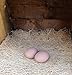 Br BRILLANTE Ceramic Chicken Nesting Eggs (Brown) - Fake Training Eggs for Laying Chickens, Hen Nest Boxes & Home Decoration