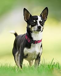 Joytale Reflective Dog Collar,Soft Neoprene Padded