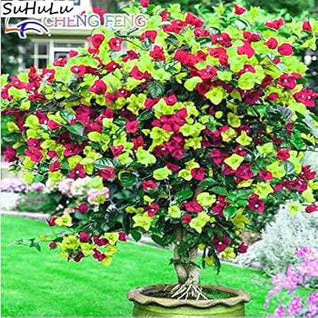 Amazon 販売 100個 袋珍しいレインボーブーゲンビリア花を鉢植え家庭菜園ハッピーファームの装飾のためのエキゾチックな日本の盆栽植物 観葉植物 オンライン通販