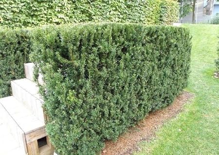 Taxus Eibe Hillii Im Topf 20 40 Cm Amazon De Garten
