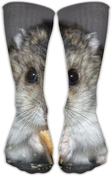 hamster in a sock