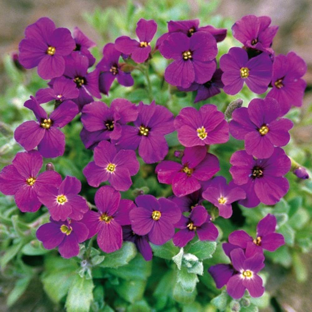 PREMIER SEEDS DIRECT - AUBRIETIA GRACILLIS - Rock CRESS - Royal Violet - 0.15 GRAM ~ Approx 315 Seeds
