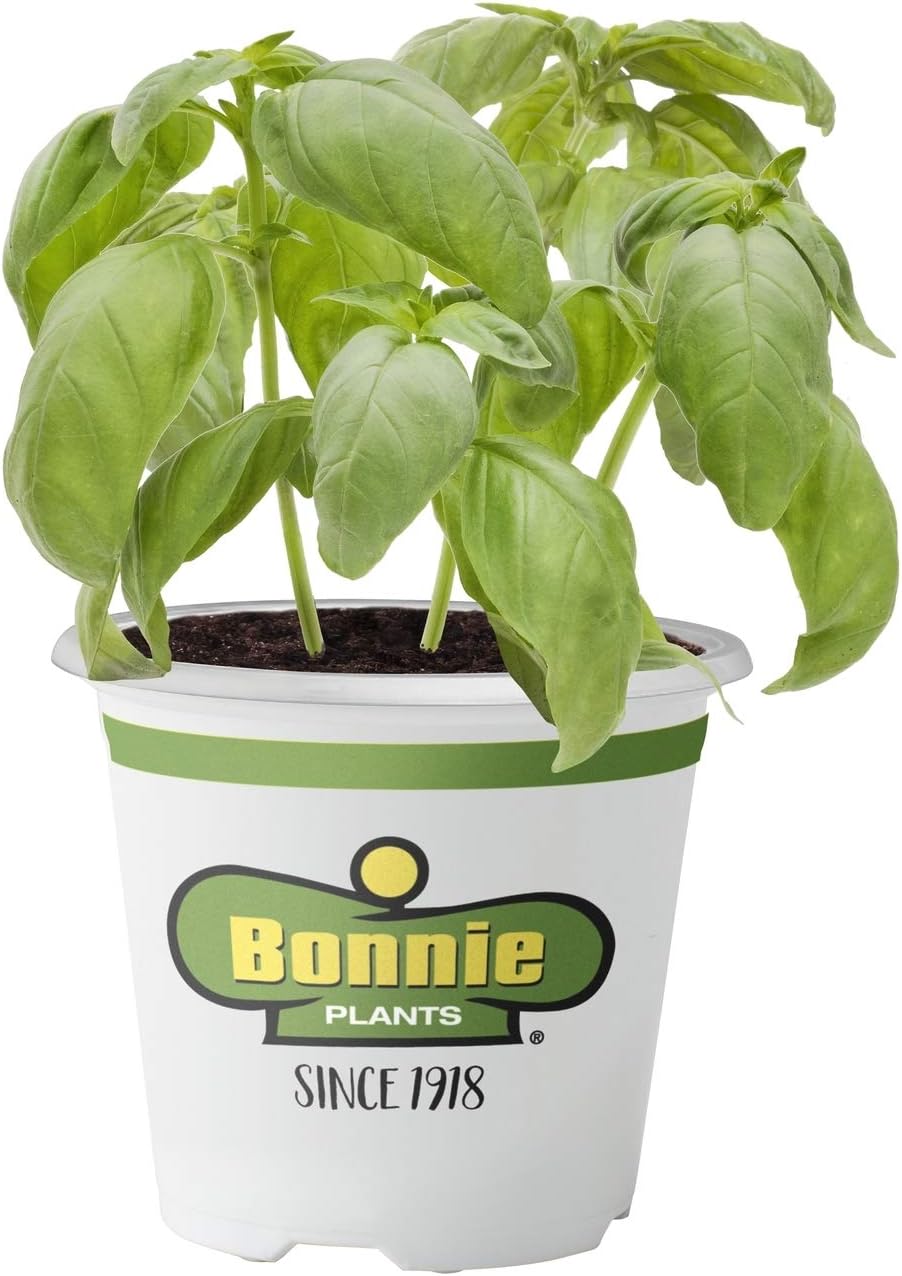 Bonnie Plants 5010 Sweet Basil Herb Plant