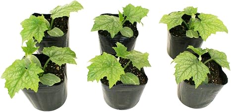 Amazon ヘチマ 太へちま 野菜苗 6ポットセット 3号ポット 野菜